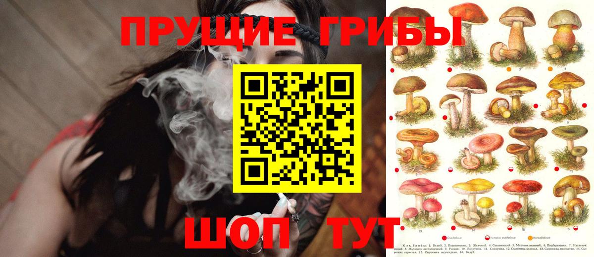Псилоцибиновые грибы Psilocybine cubensis  Вход с VPN  Псилоцибиновые грибы прущие грибы  Богородицк 